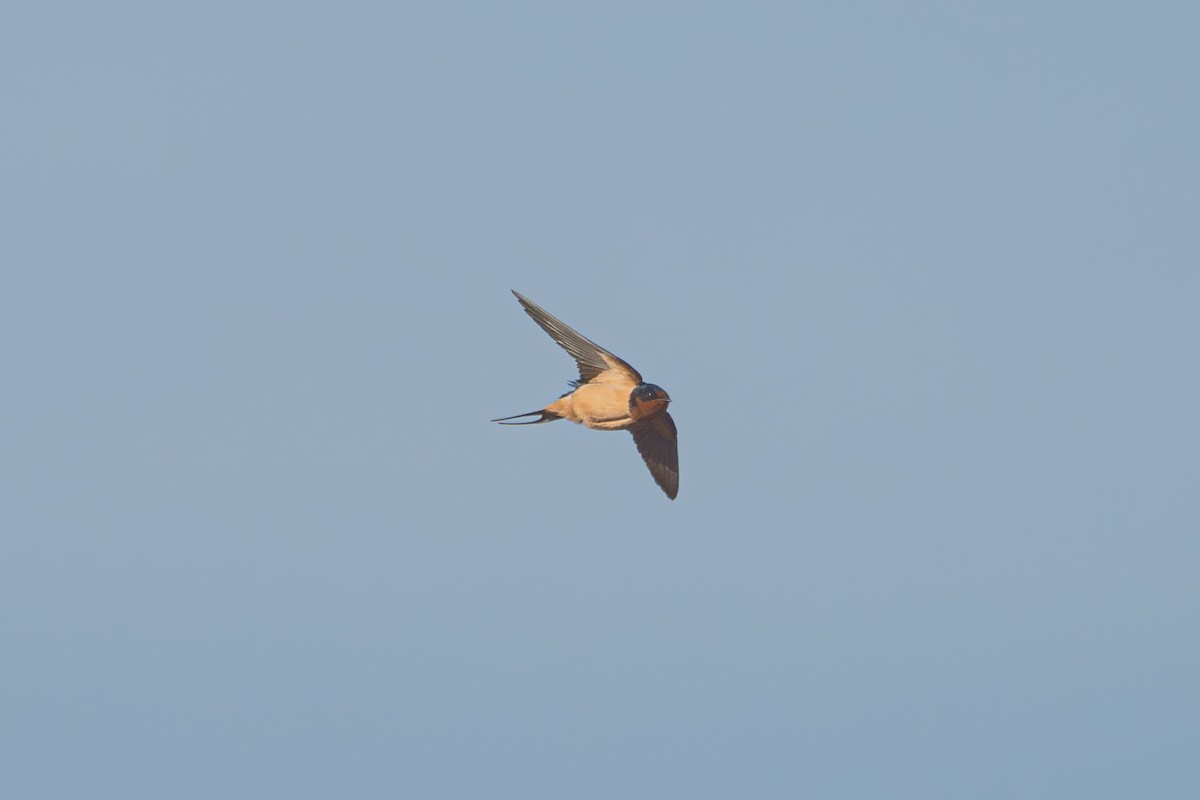 Barn Swallow - ML638601993
