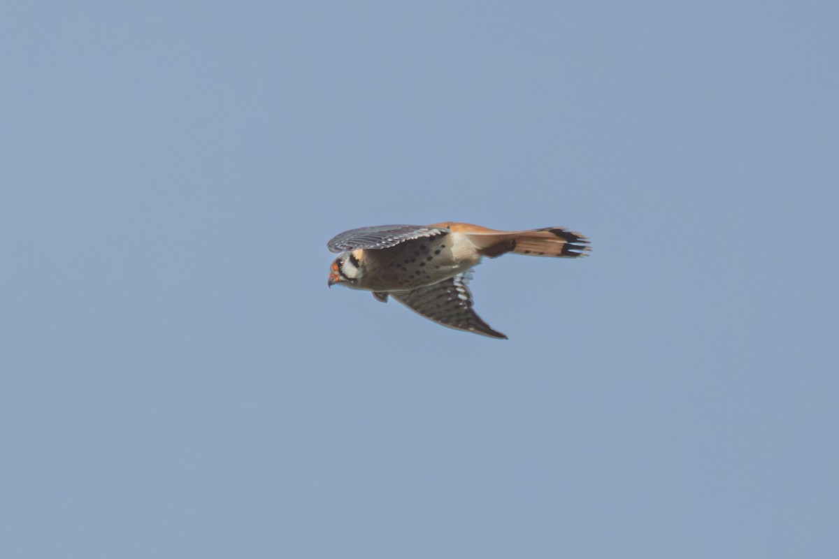 American Kestrel - ML638601998