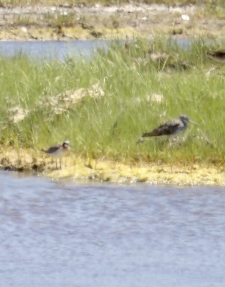 Wilson's Phalarope - ML638602012