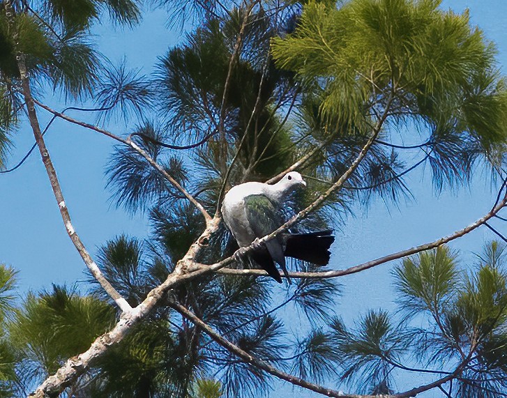 Green Imperial-Pigeon (Green) - ML638602022