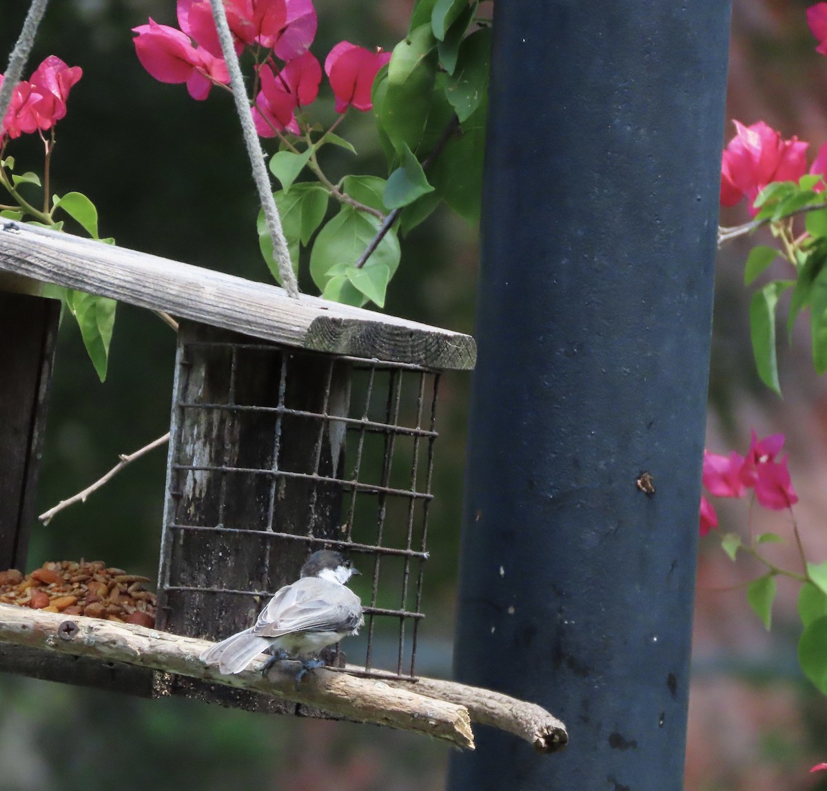 Carolina Chickadee - ML638602023