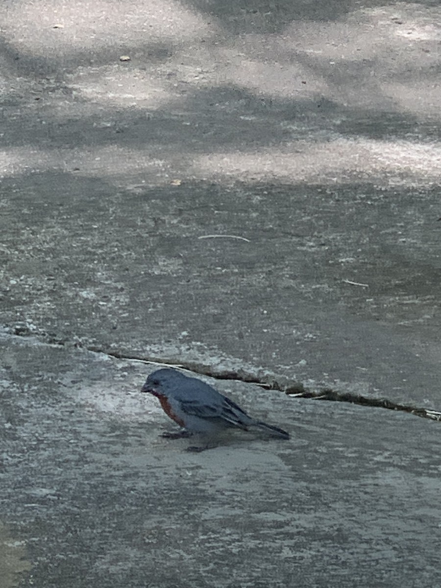 Chestnut-bellied Seedeater - ML638602026