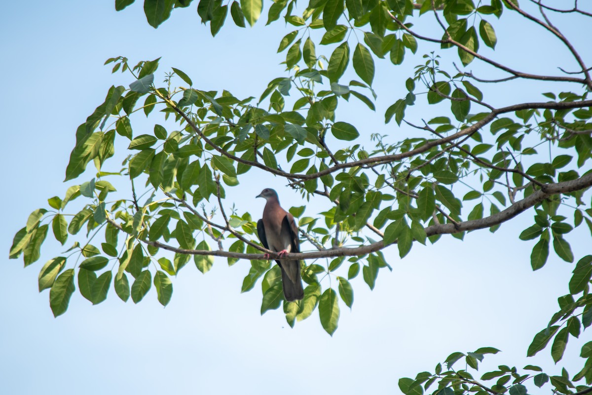 Pale-vented Pigeon - ML638602047