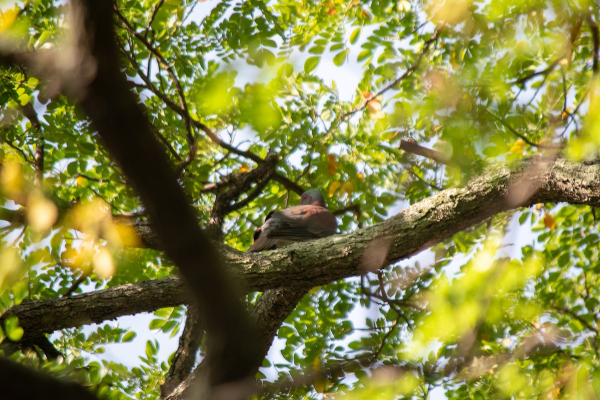 Pale-vented Pigeon - ML638602049