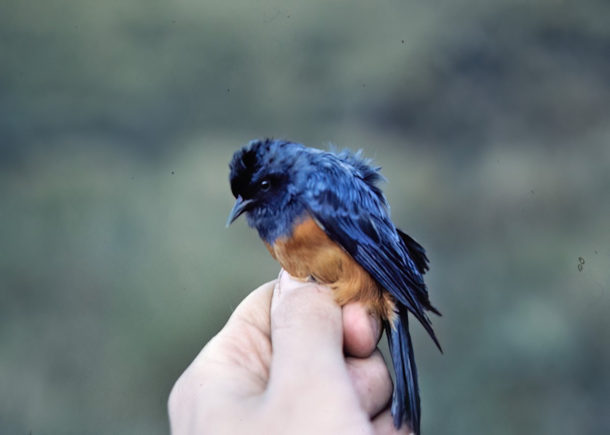 Blue-backed Conebill - ML638602059