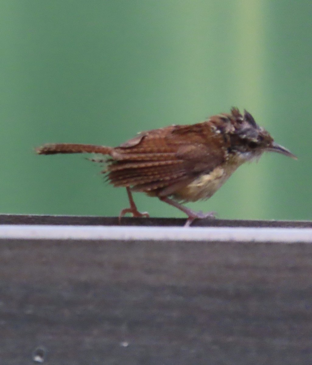 Carolina Wren - ML638602064