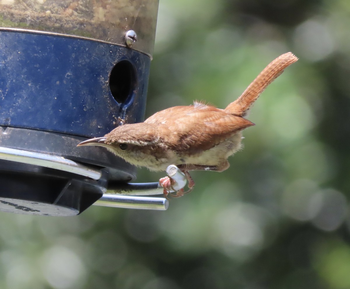Carolina Wren - ML638602065