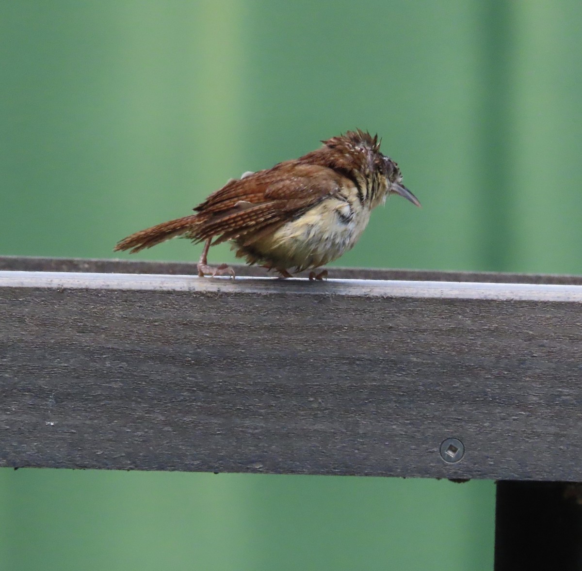 Carolina Wren - ML638602066