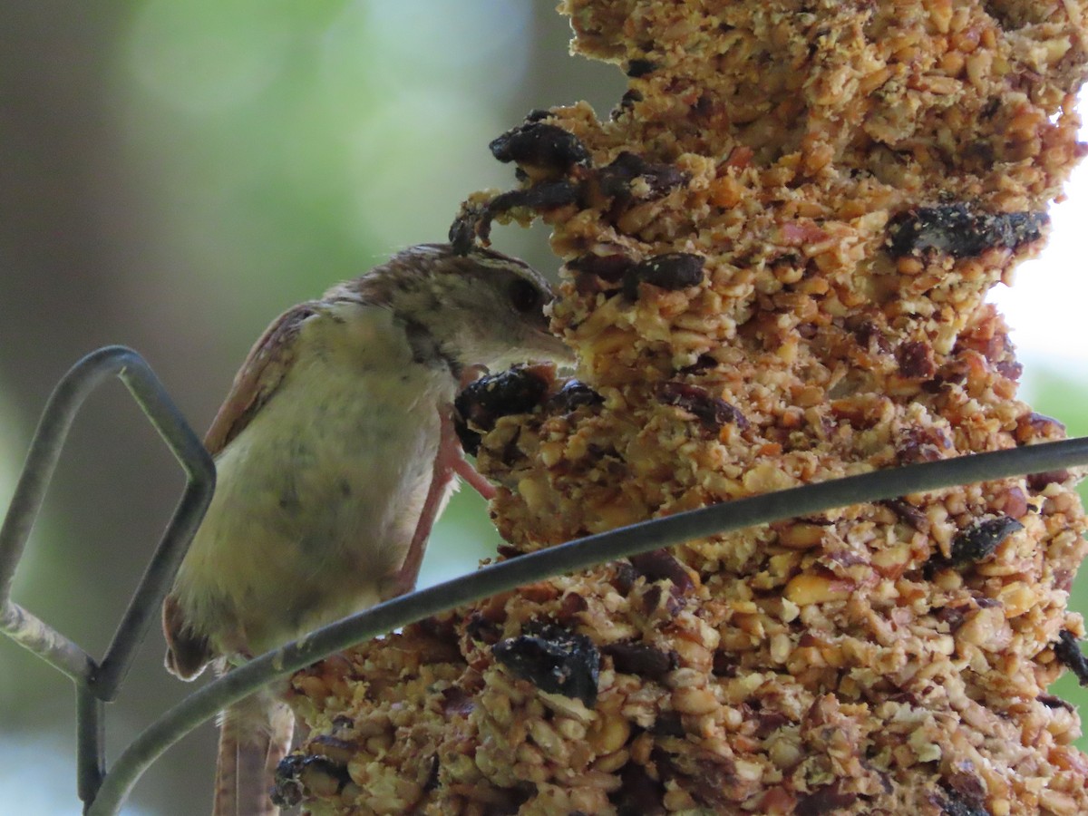 Carolina Wren - ML638602067
