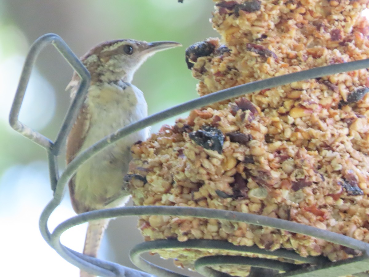 Carolina Wren - ML638602069
