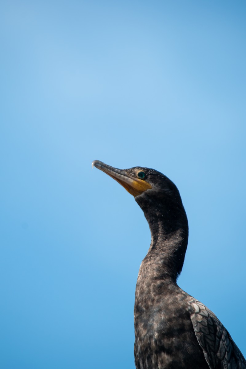 Neotropic Cormorant - ML638602094