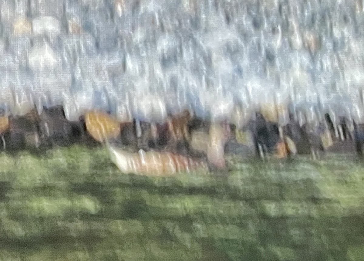 duck sp. - ML638602096