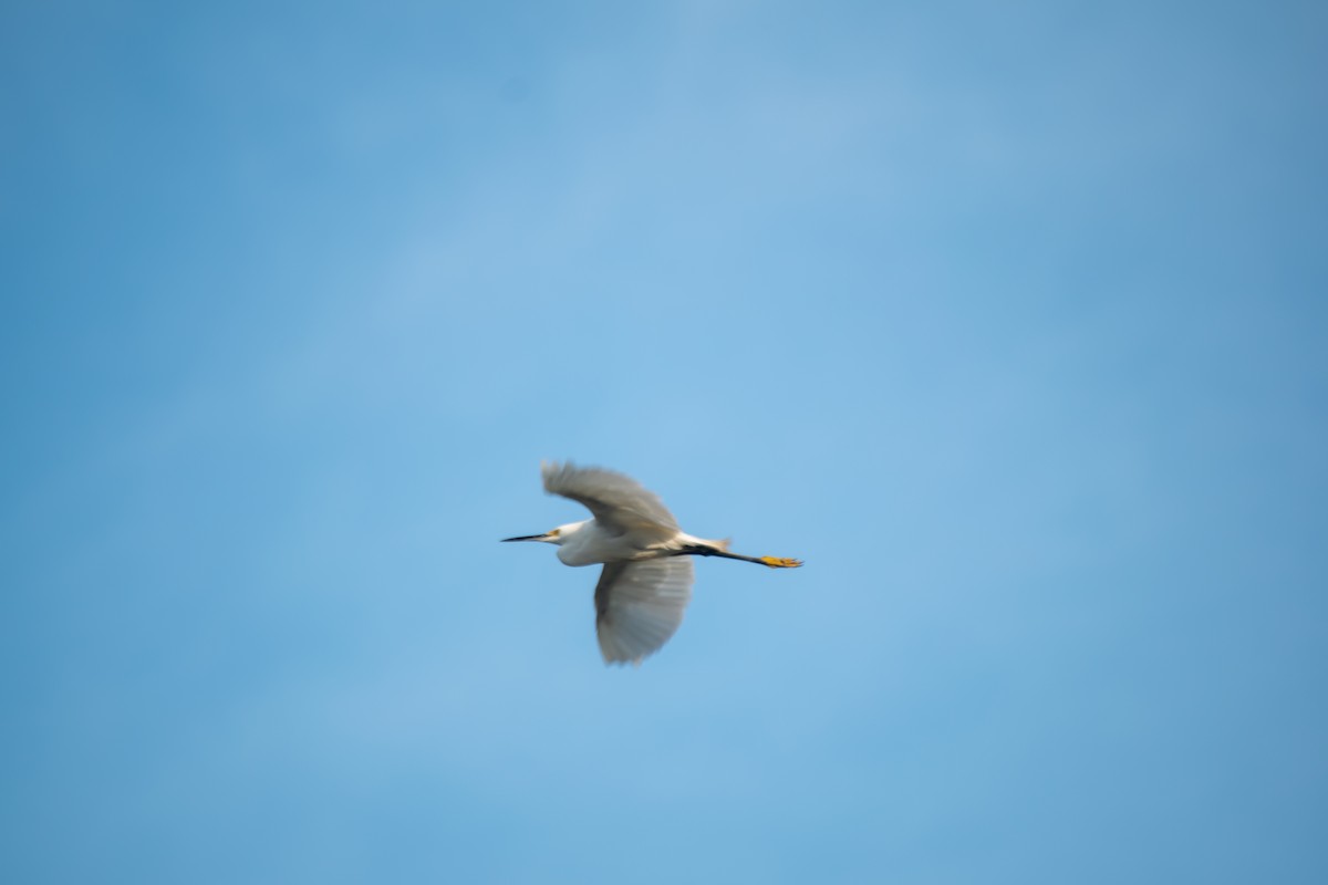 Snowy Egret - ML638602108