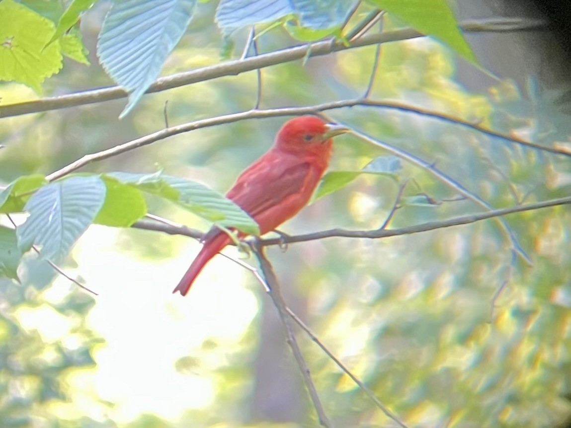 Summer Tanager - ML638602109