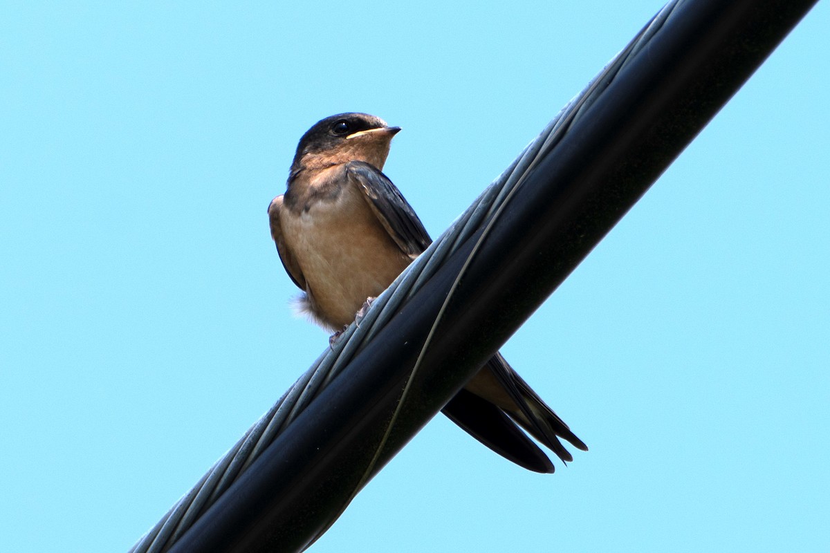 Barn Swallow - ML638602128