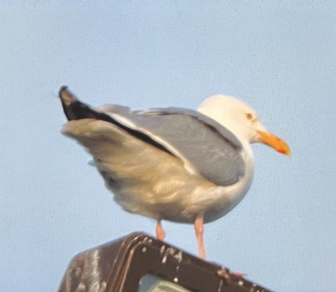 American Herring Gull - ML638602129