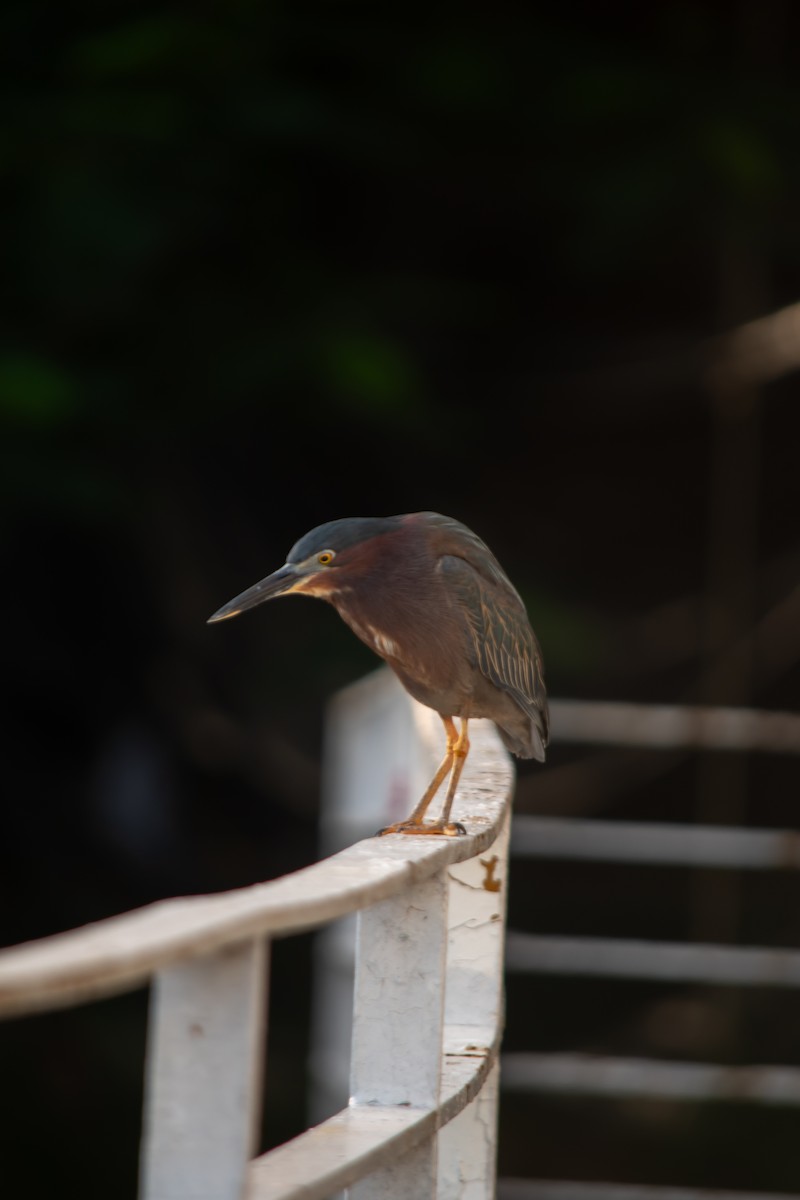 Green Heron - ML638602130