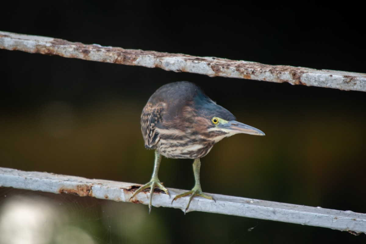 Green Heron - ML638602131