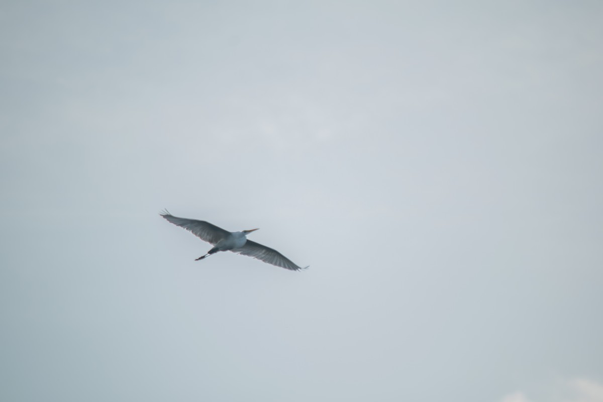 Great Egret - ML638602143