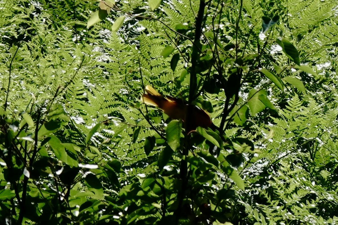 Baltimore Oriole - ML638602147