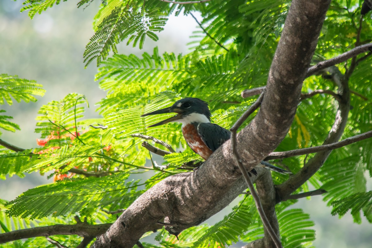 Ringed Kingfisher - ML638602160