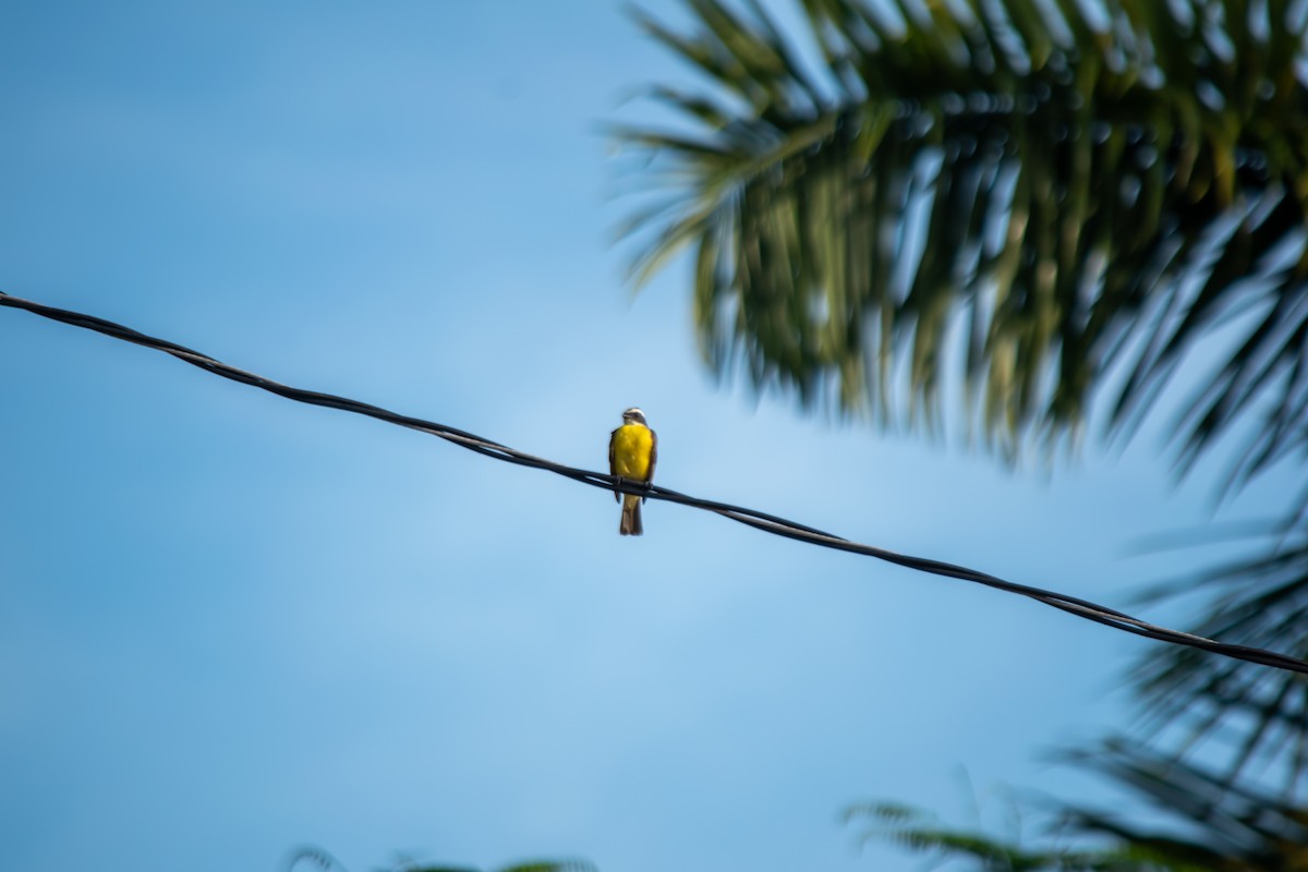Social Flycatcher - ML638602164