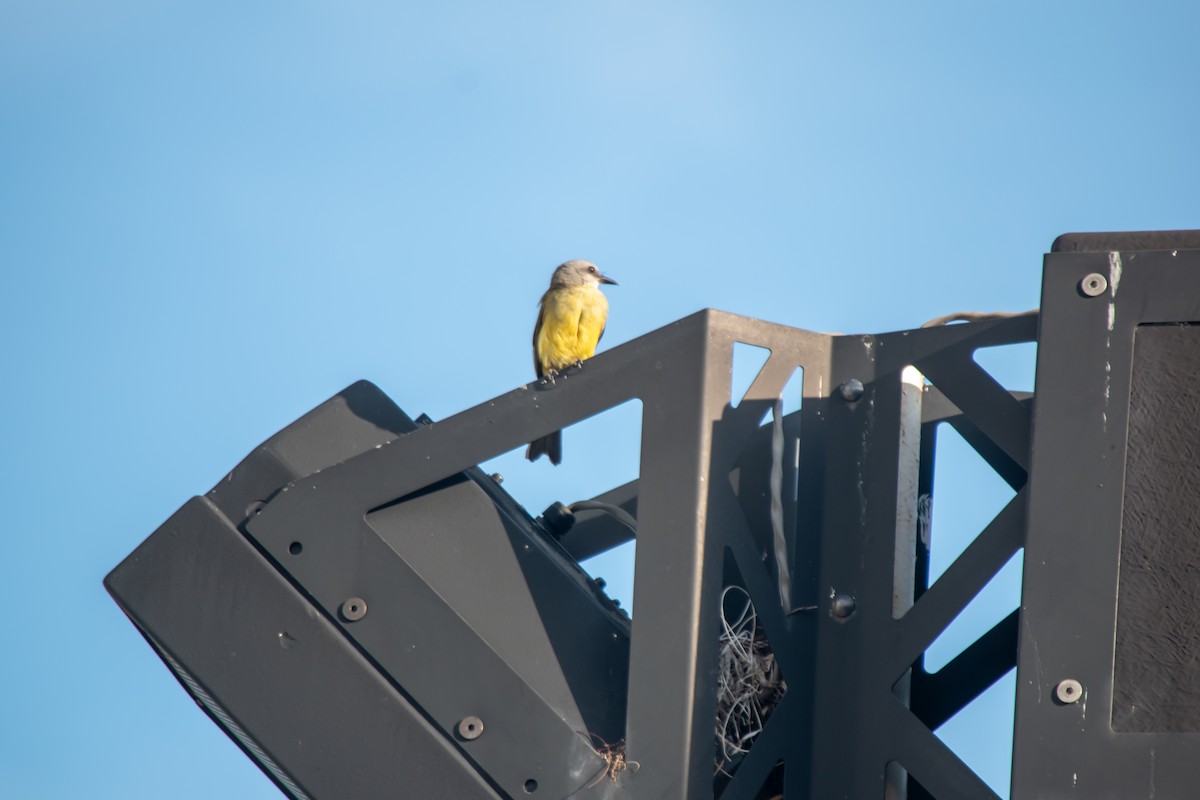 Tropical Kingbird - ML638602168