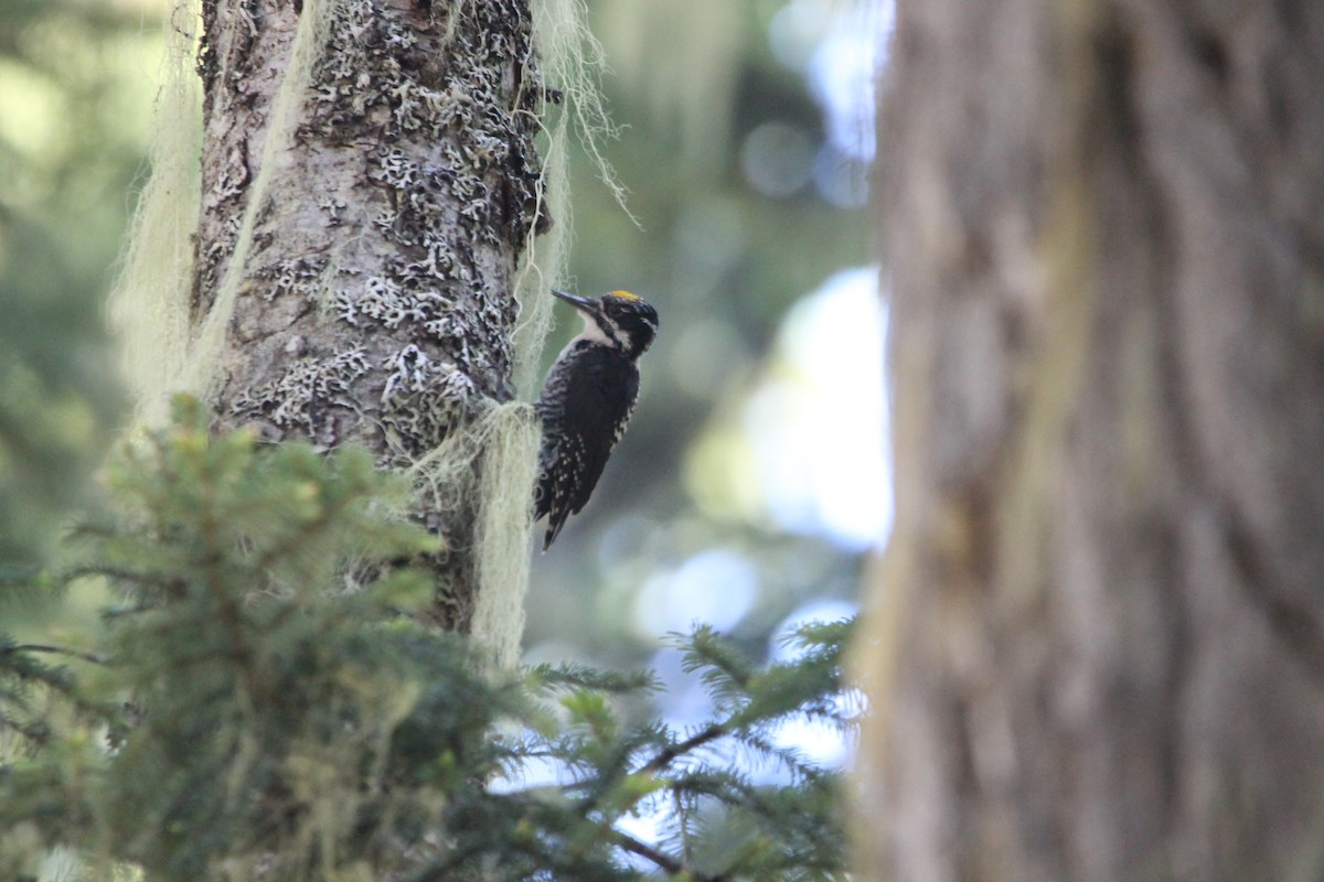 American Three-toed Woodpecker - ML638602255
