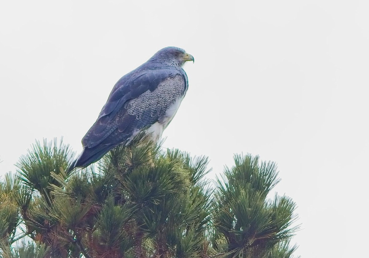 Black-chested Buzzard-Eagle - ML638602256