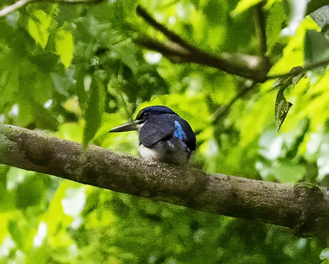 Rufous-lored Kingfisher - ML638602276