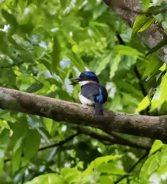 Rufous-lored Kingfisher - ML638602277