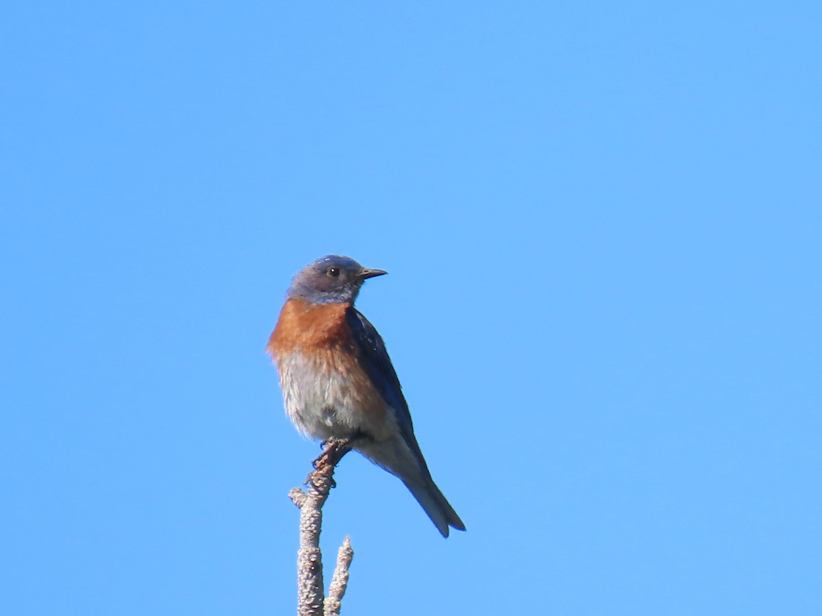 Western Bluebird - ML638602292