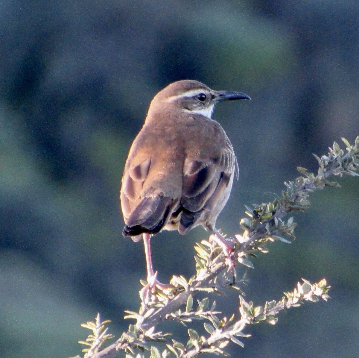 Stout-billed Cinclodes - ML638602294