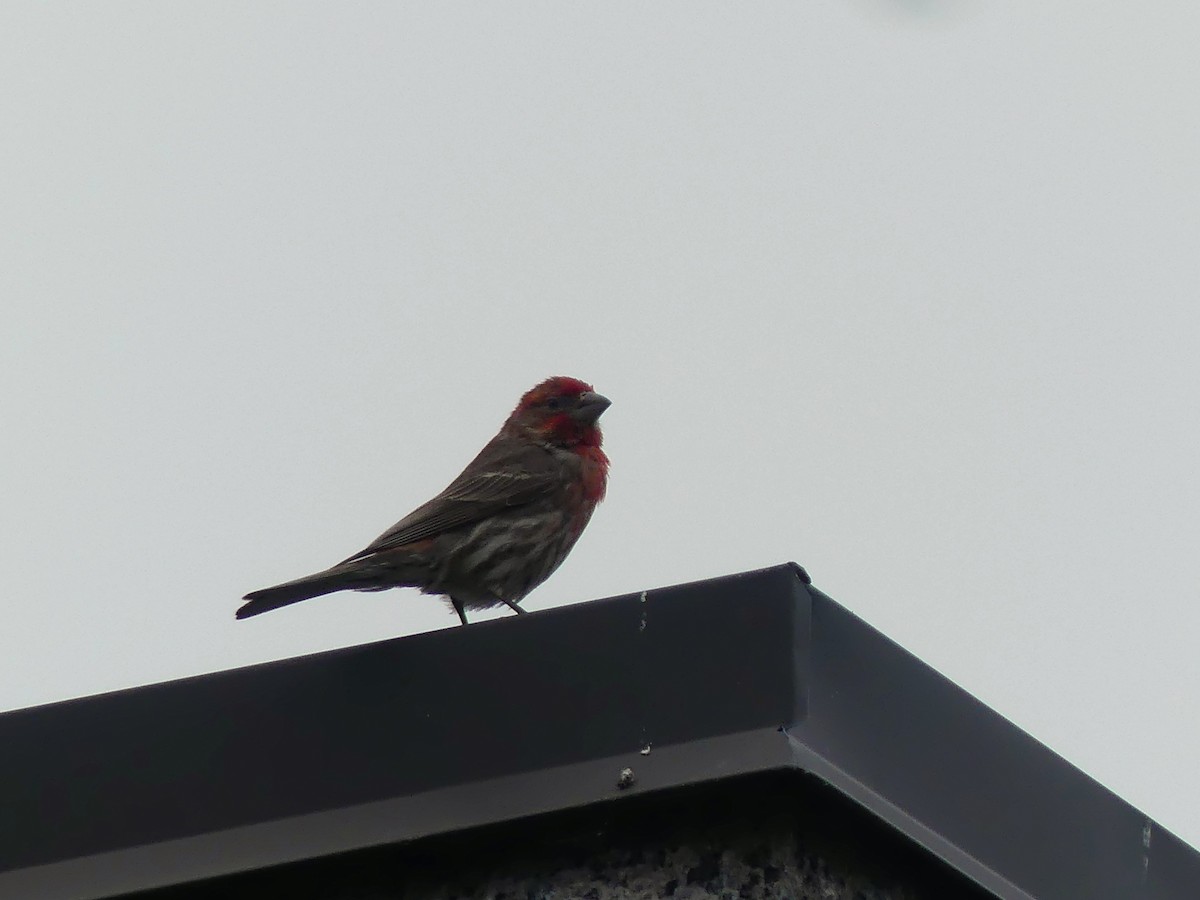 House Finch - ML638602442
