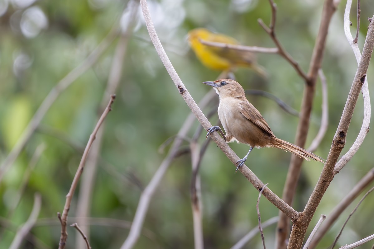 Rufous-fronted Thornbird - ML638602460