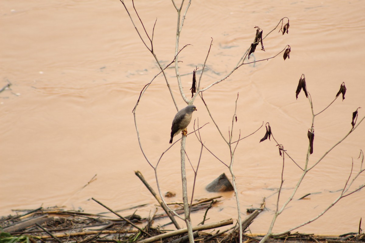 Roadside Hawk - ML638602482