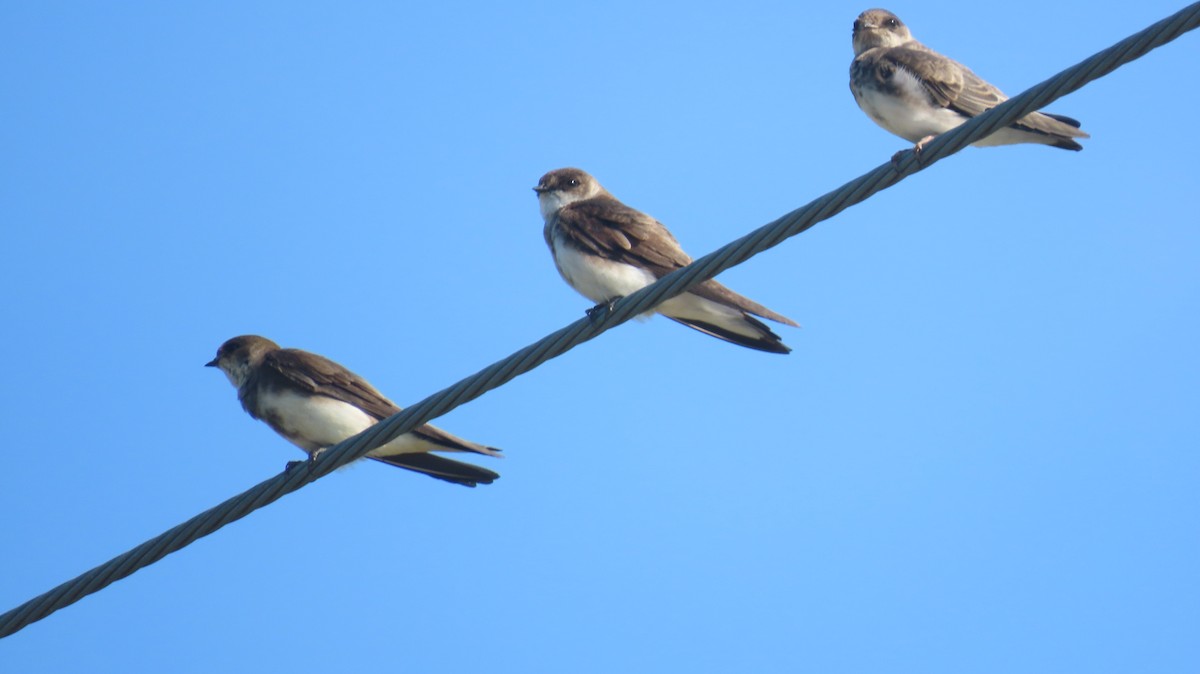 Bank Swallow - ML638602491