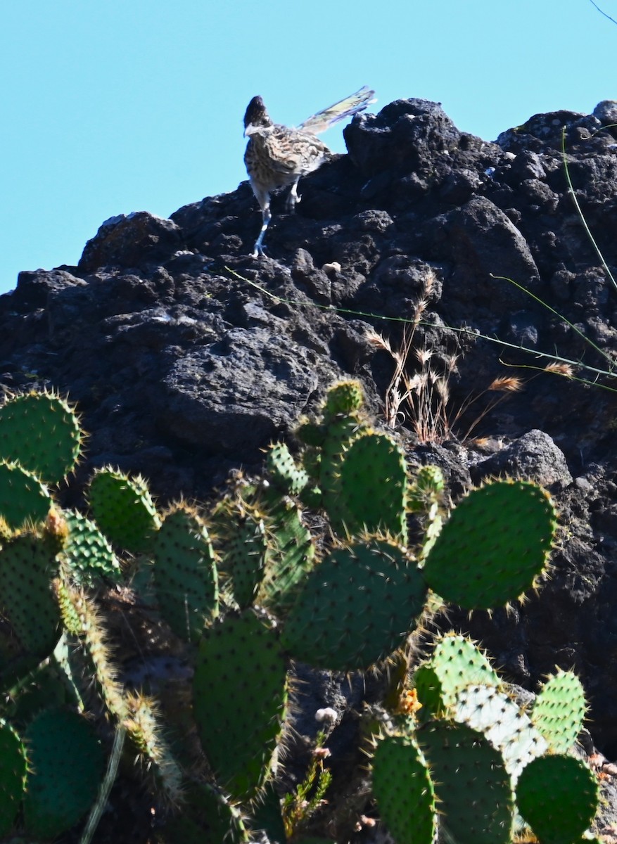 Greater Roadrunner - ML638602495