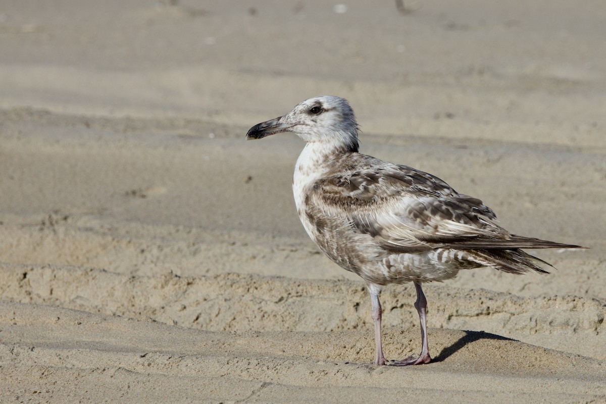 Lesser Black-backed Gull - ML638602498
