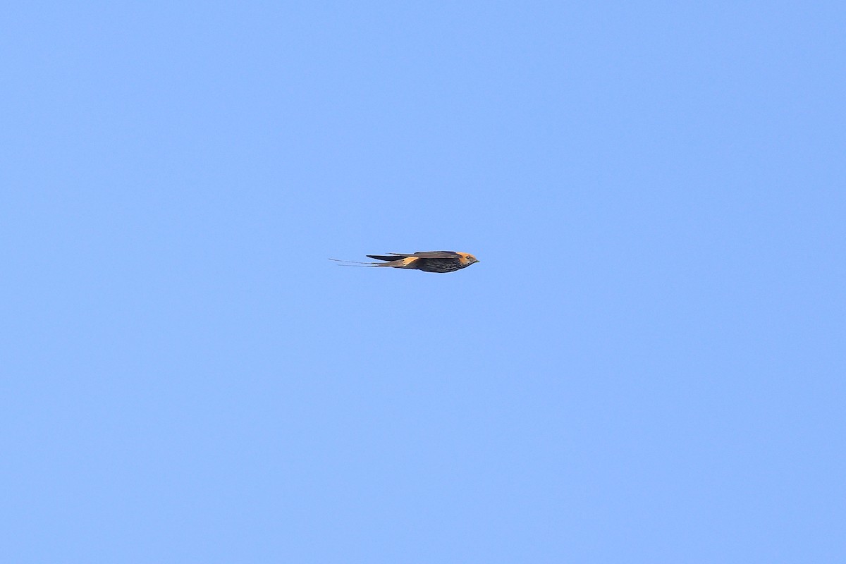 Lesser Striped Swallow - ML638602518