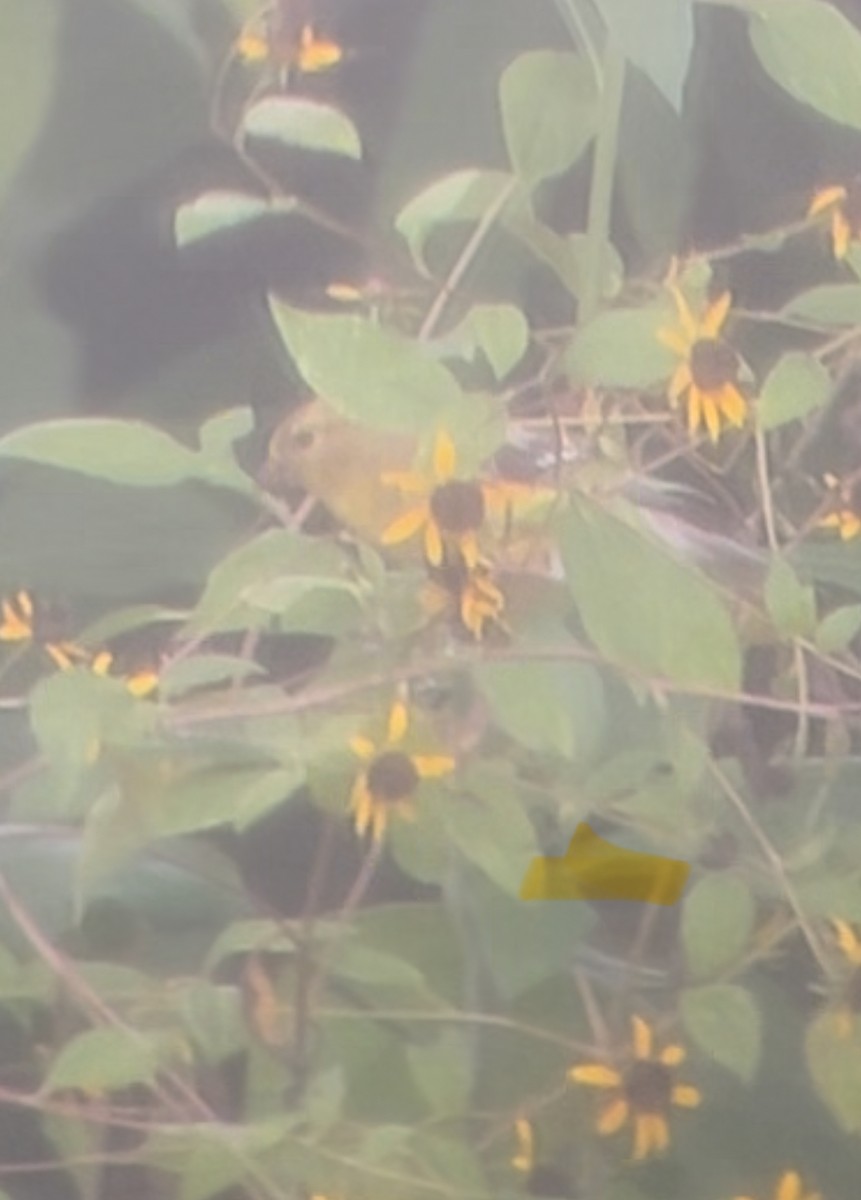 American Goldfinch - ML638602560