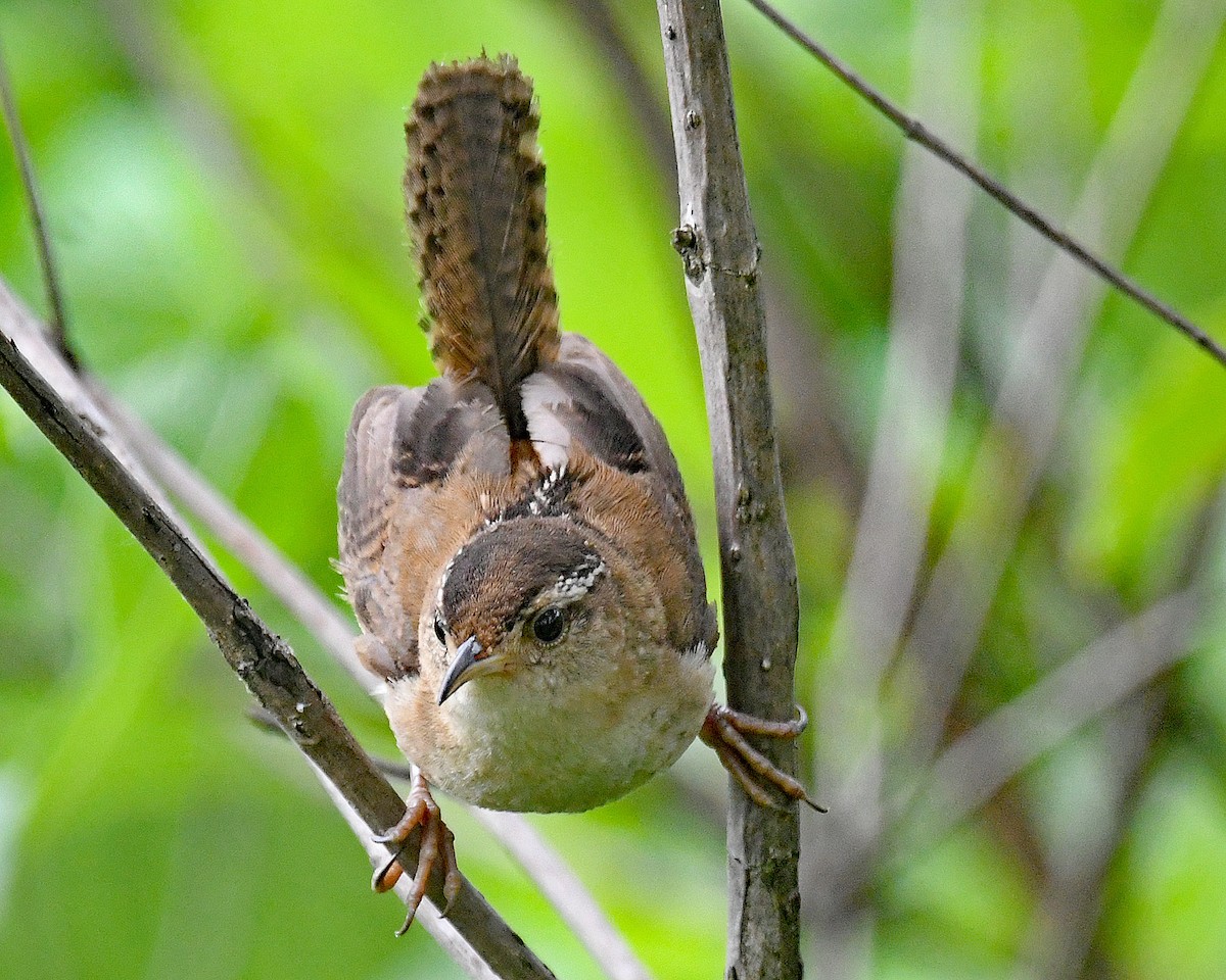 Marsh Wren - ML638602581
