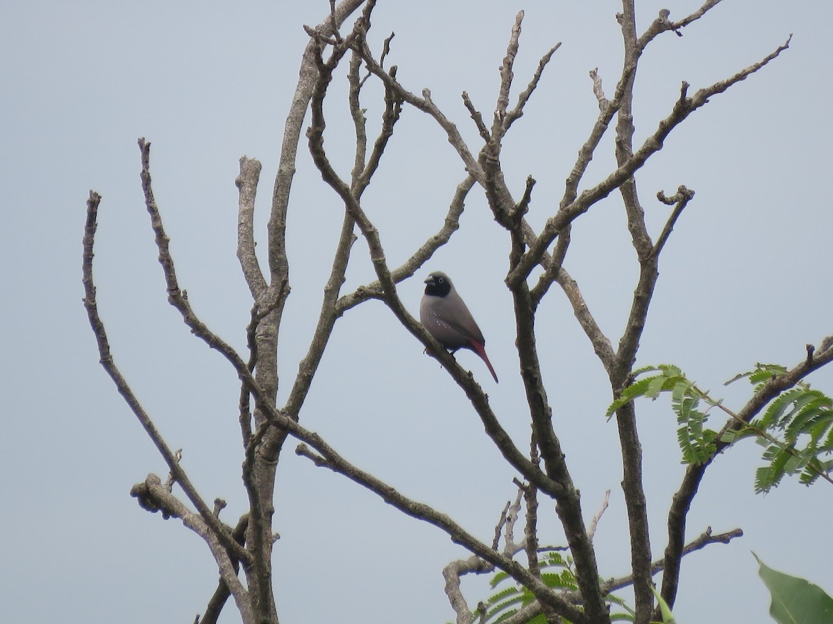 Black-faced Firefinch - ML638602584