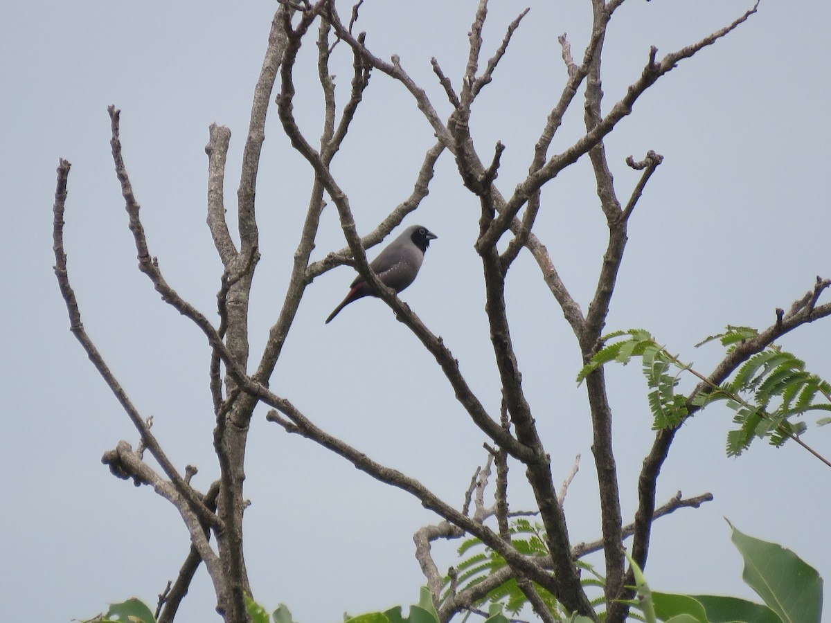 Black-faced Firefinch - ML638602586