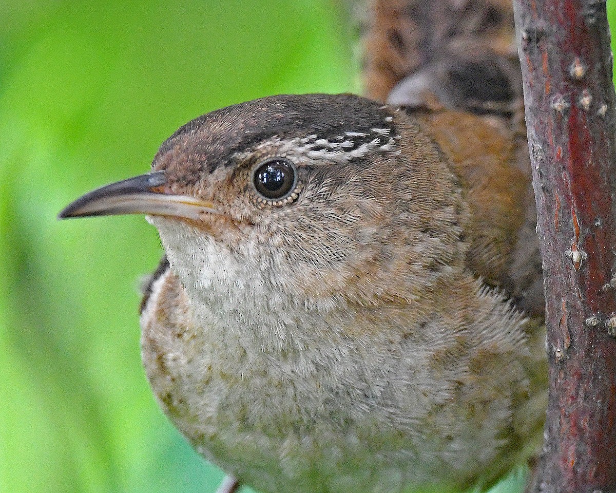 Marsh Wren - ML638602592