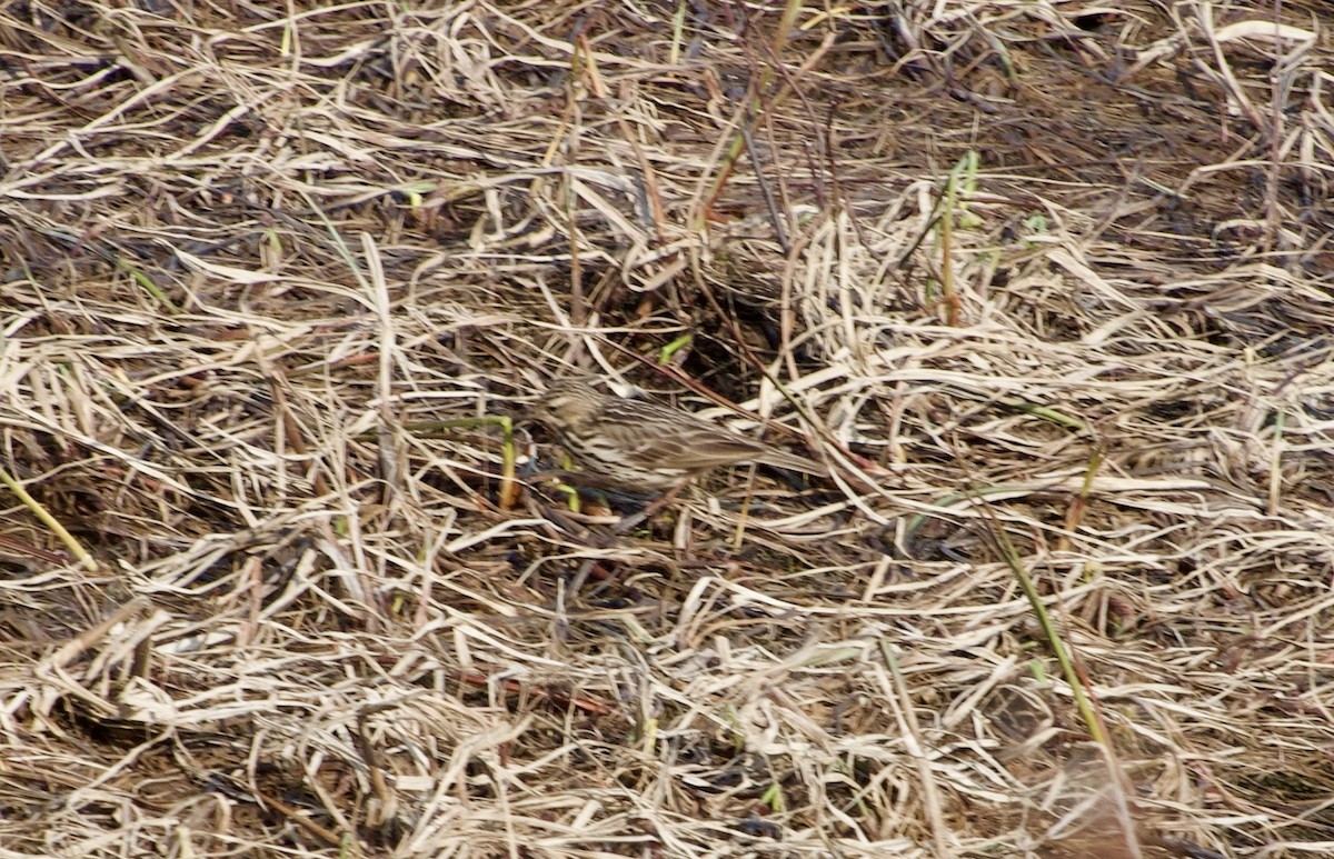 Red-throated Pipit - ML638602595
