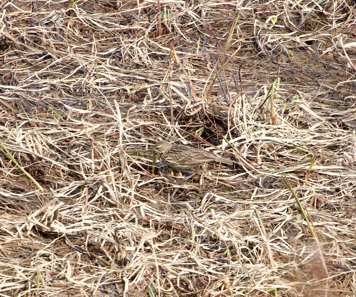 Red-throated Pipit - ML638602597