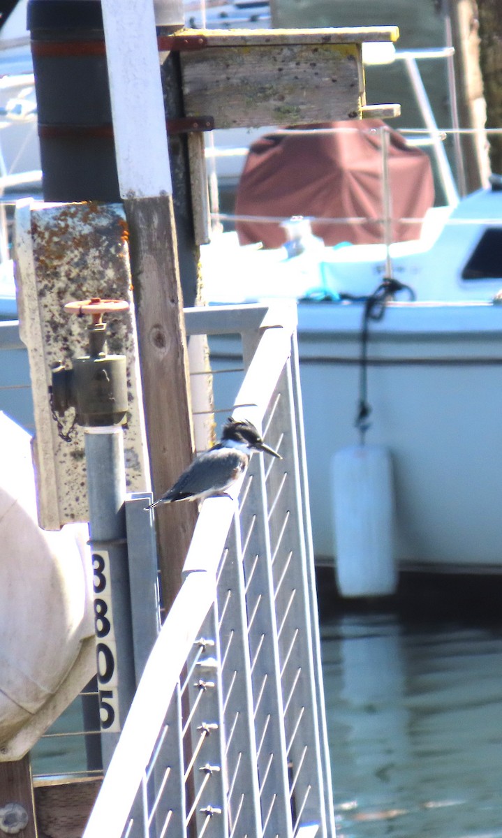 Belted Kingfisher - ML638602600