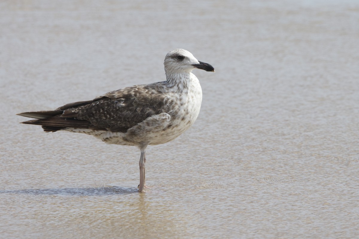 Lesser Black-backed Gull - ML638602615