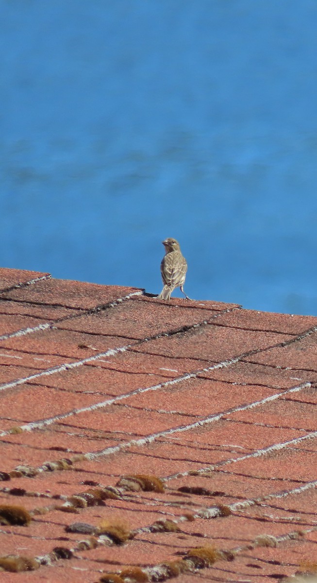 House Finch - ML638602632